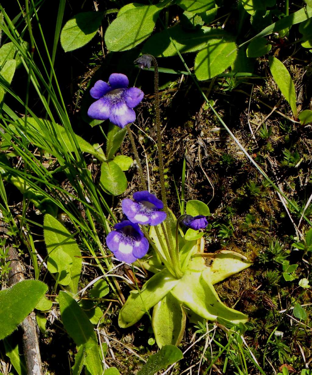 Pinguicula leptoceras / Erba unta bianco-maculata